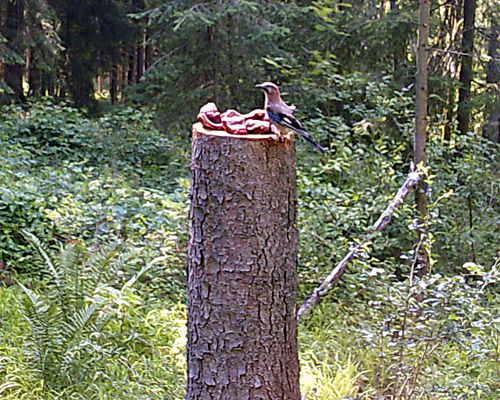 Buntspecht-in-Gefahr