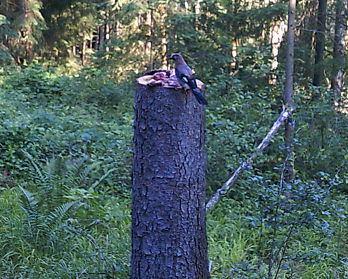 Buntspecht-in-Gefahr