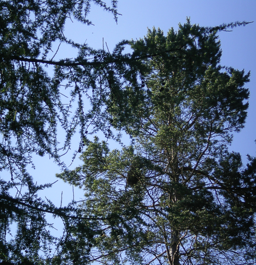  Drogen - Cannabis - im Nirgendwo -Feiern 