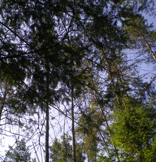  Drogen - Cannabis - im Nirgendwo -Feiern 