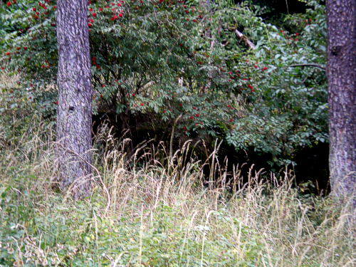  Versteck, Kannabis, Heroin, Drogen usw. frei im Wald abfeiern 